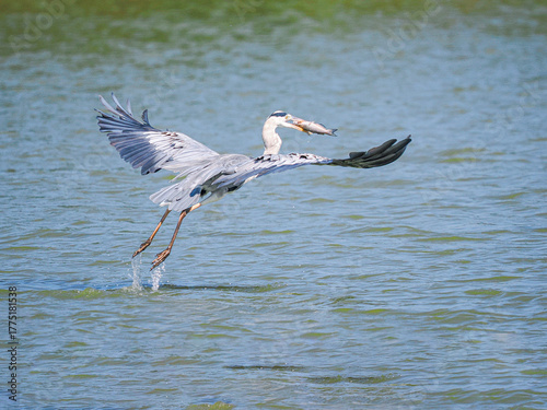 Canvas Print great blue heron ardea cinerea