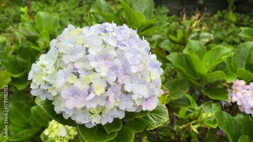 a beautiful cluster of pale purple and white hydrangea flowers in full bloom, surrounded by lush green leaves in a garden setting.