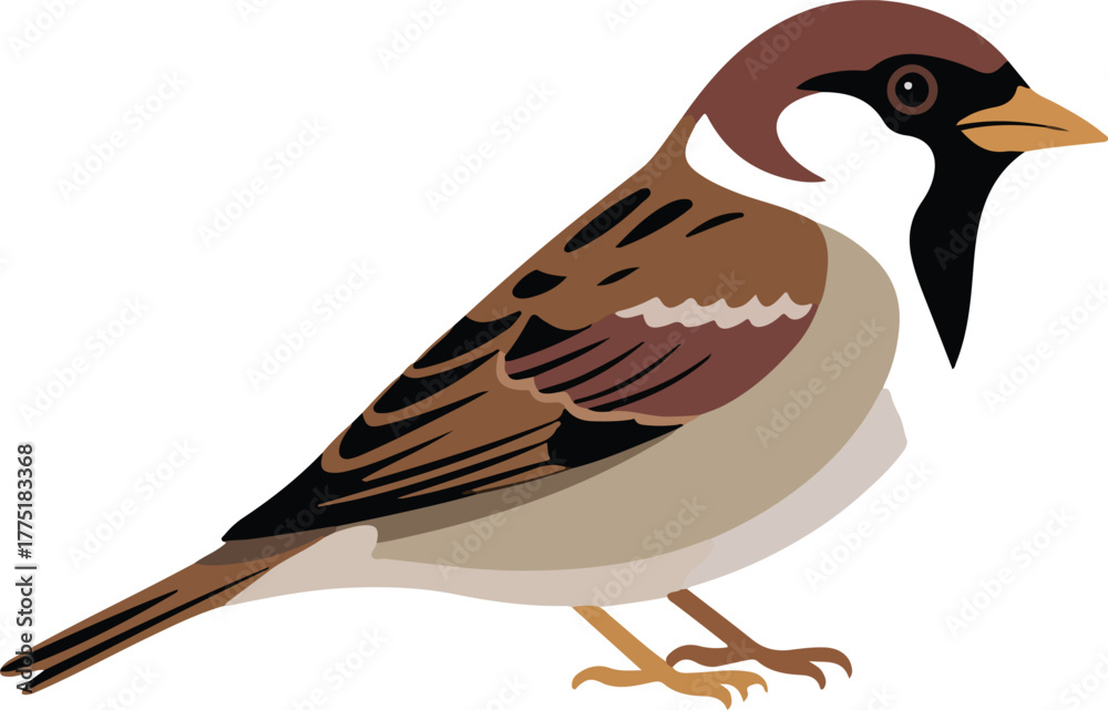 Fototapeta premium Vector illustration of a brown house sparrow a common small bird found in urban and rural environments