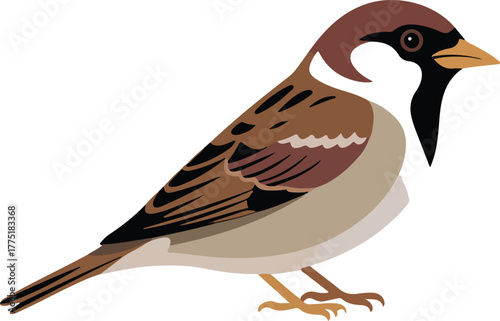 Vector illustration of a brown house sparrow a common small bird found in urban and rural environments