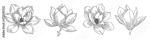 Elegant black and white botanical illustration of four magnolia flowers in detailed line art style. Delicate petals, fine texture, and symmetrical composition on transparent background.