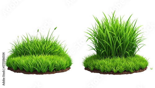 Fototapeta Naklejka Na Ścianę i Meble -  Grass patch duo natural composition isolated on transparent background