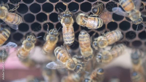 Macro video showing active honeybees crawling and working over hexagonal honeycomb cells, demonstrating colony behavior and pollination activity.