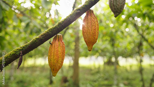 Obraz na płótnie ripe yellow theobroma cacao pods on tree in farm or plantation, trinitario hybri