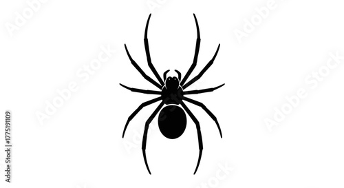 Arachnid Silhouette Against Plain Background Depicting Nature's Intriguing Creature