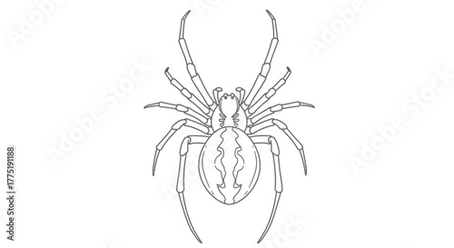 Delicate detailed line art of a spider arachnid insect for creative designs and graphics projects