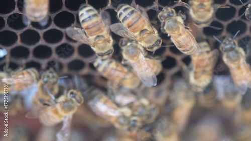 Macro video showing active honeybees crawling and working over hexagonal honeycomb cells, demonstrating colony behavior and pollination activity.