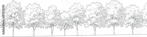 Black and white sketch of deciduous trees in a row, detailed foliage, landscape design element, urban planning, architectural illustration