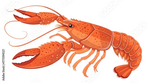  Vibrant Orange Lobster Illustration on White Background