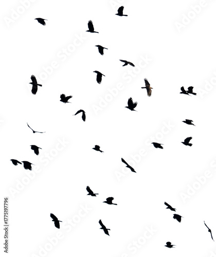 A flock of birds flying in the sky isolated on a white background.