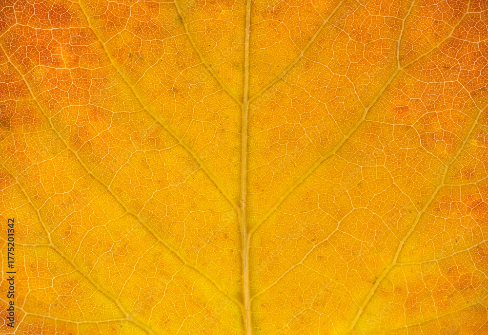Obraz premium close up on yellow autumn leaf texture