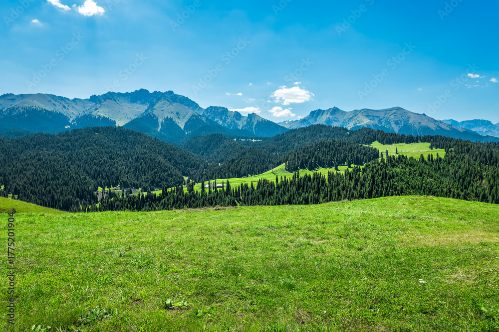 Fototapeta premium Expansive view of a vibrant green valley and lush pine forests with a majestic mountain range in the background under blue sky.