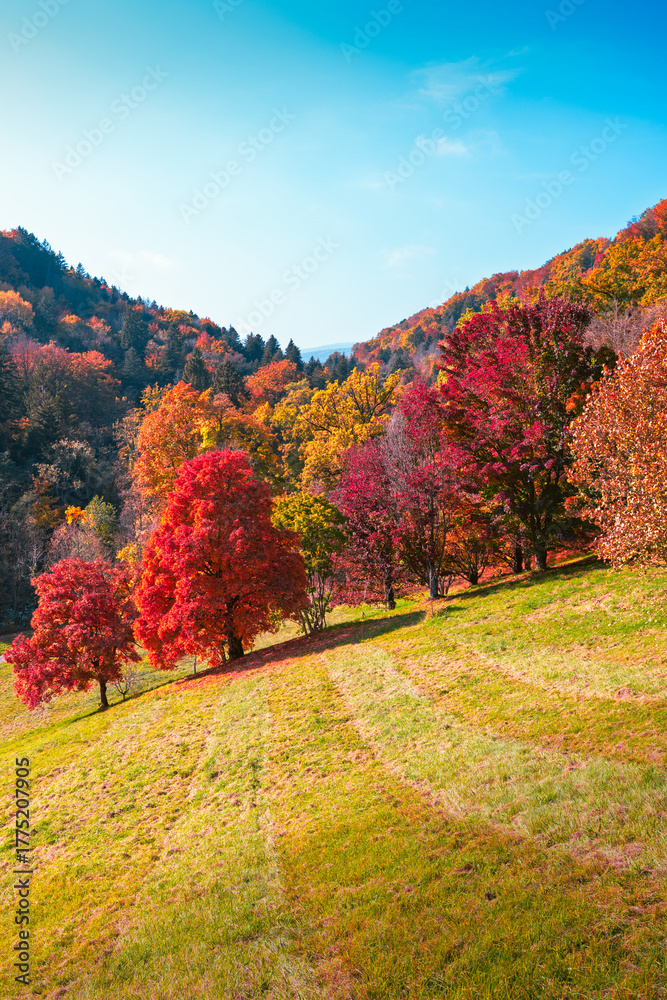 Naklejka premium Arbre en feu