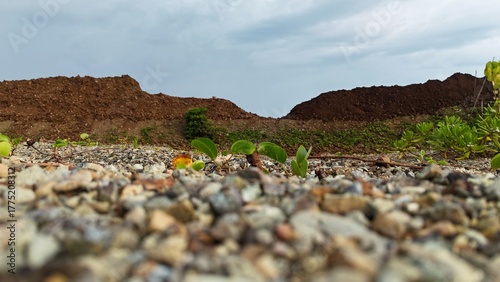 Принти на полотні Small plants growing on rocky soil at a former mining site symbolizing land rest