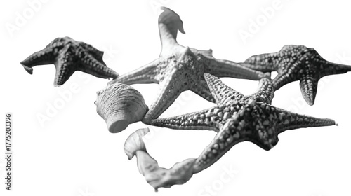 Black and White Starfish and Seashells on White Background Keywords: starfish, seashell, conch