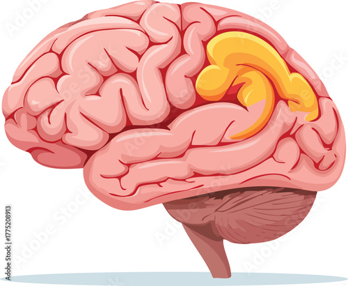 Abstract Illustration of the Human Brain with Visible Folds