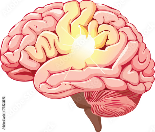 Vibrant Illustration of a Human Brain with Intricate Details