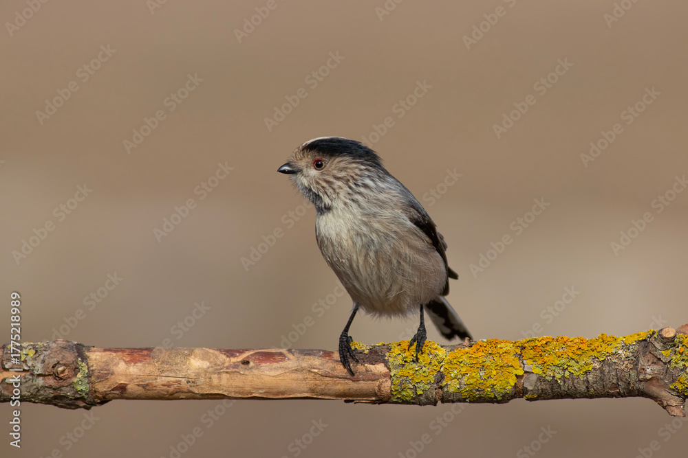 Fototapeta premium Long-tailed Tit standing on a lychee branch