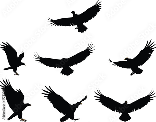 Bird silhouette flying, eagle landing pose, hawk gliding wings, raptor motion, predator flight, wildlife vector, isolated white background, dynamic posture