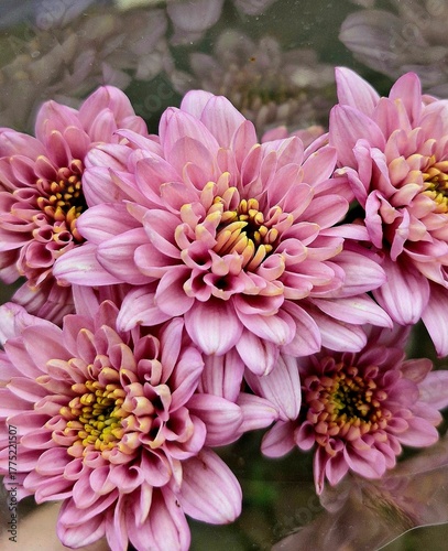 pink chrysanthemum flowers