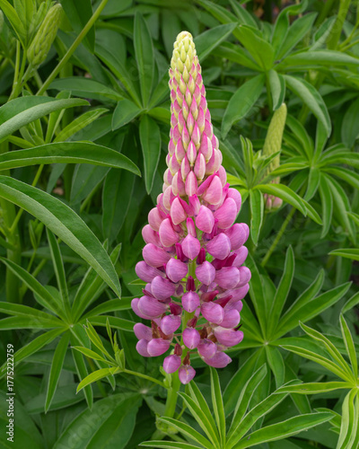 Large-leaved Lupine