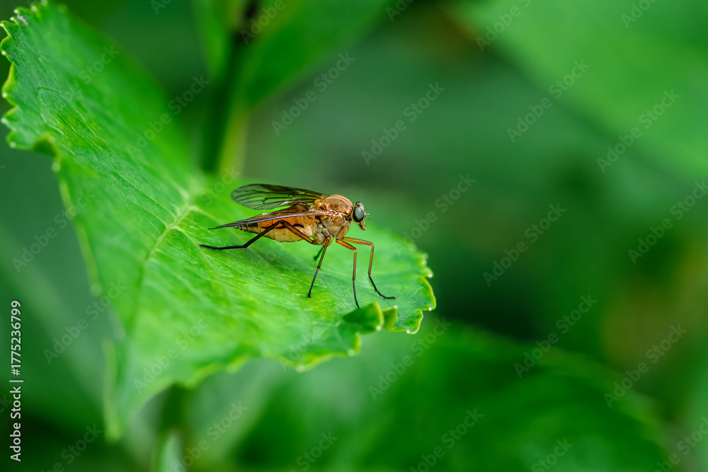 Naklejka premium Macro of a robber fly