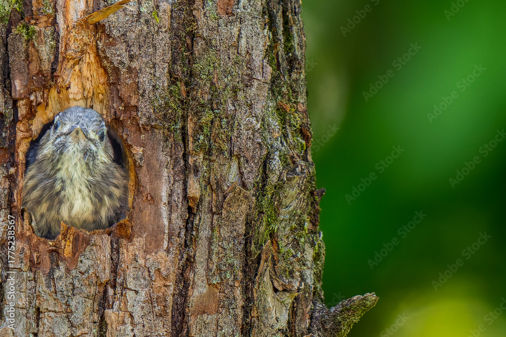 Obraz premium 巣穴から顔をだすコゲラ