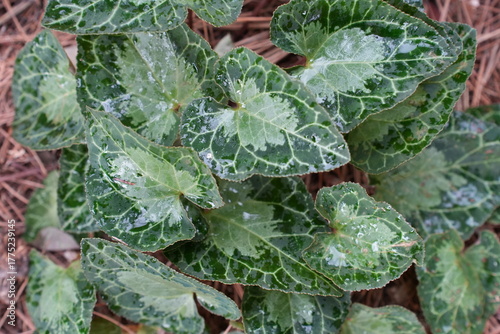 frost on leaves