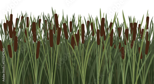 A lush array of cattails rises against a plain white background, creating a serene and natural scene, perfect for nature-themed designs.