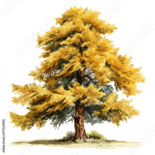 Alaskan Yellow Cedar Tree watercolor vector illustration, high-quality artwork isolated on a pure white background.