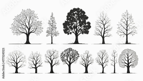 Set of vector trees silhouettes including black birch and bare oak branches for forest and winter nature design illustration