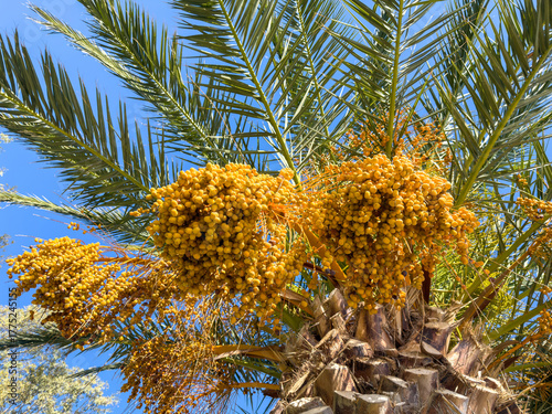 Obraz na plátně Large golden clusters of ripe dates hang from the tall palm tree under a vivid b