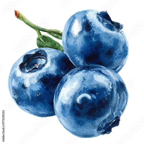 Watercolor painting of Blueberry, detailed and artistic vector illustration on a white background.