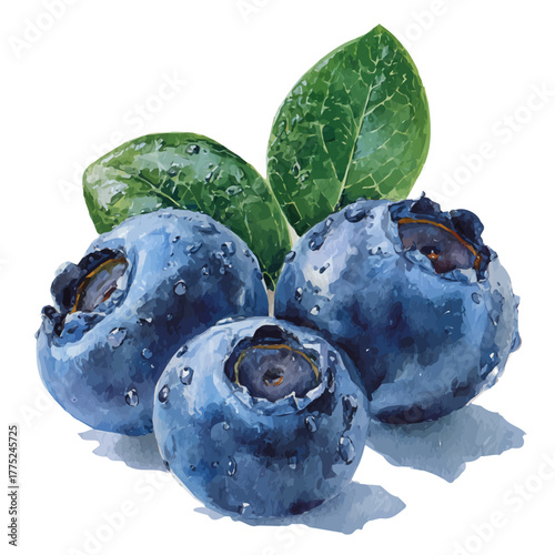 Blueberry watercolor drawing vector, premium quality illustration on a clean white background.