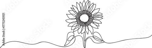 Continuous single line drawing of sunflower in full bloom, minimalistic floral art design on white background