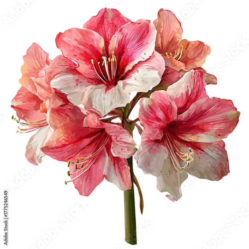 Watercolor Amaryllis Bouquet vector, artistic painting style, high-resolution illustration on a pure white background.