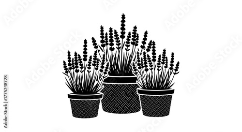 Black and white illustration of lavender plants in decorative pots