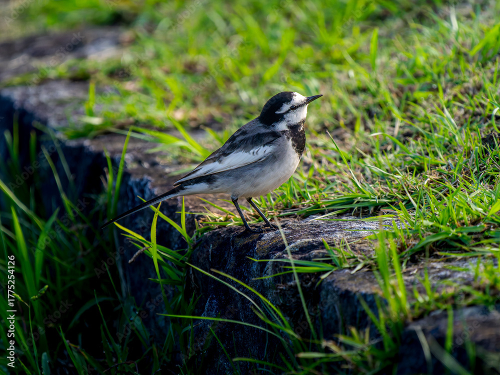 Obraz premium ハクセキレイ