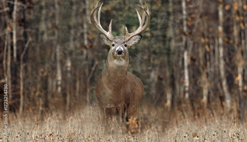 Whitetailed deer buck standing in autumn forest