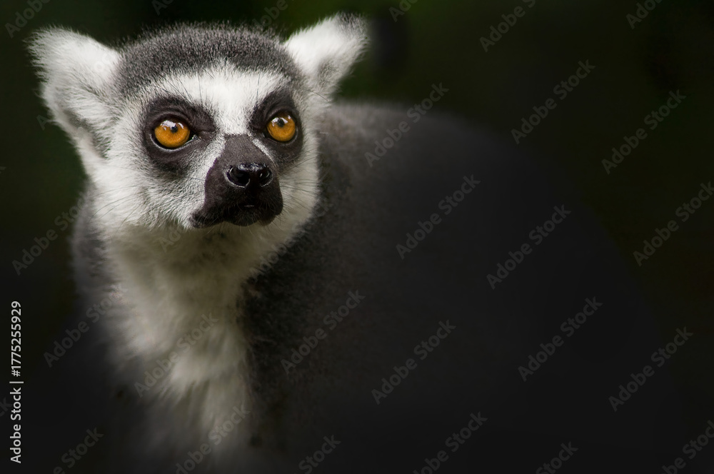 Naklejka premium A lemur that possesses bright orange eyes is currently looking at the camera