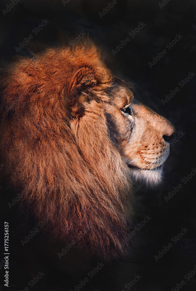 Naklejka premium An Impressive and Majestic Lion Profile Captured in Dramatic and Striking Lighting