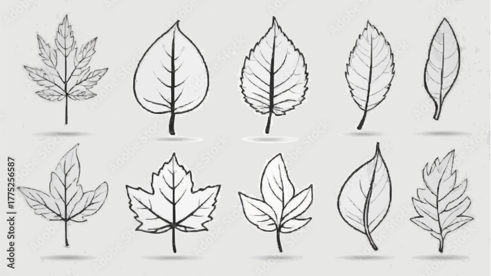Fototapeta premium Vector silhouettes of leaves create a seamless foliage pattern illustrating the change from spring to autumn