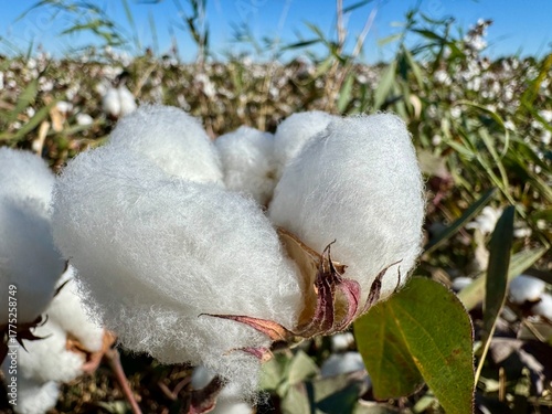 Cotton bud close up on the field in Uzbekistan. Crop and harvest.