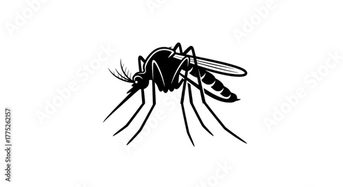 spider on a white background