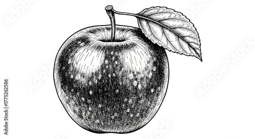 vector illustration of an apple on black