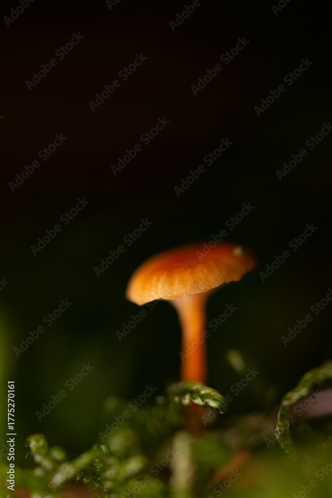 Fototapeta premium Close-up photo of mushrooms on a dark background