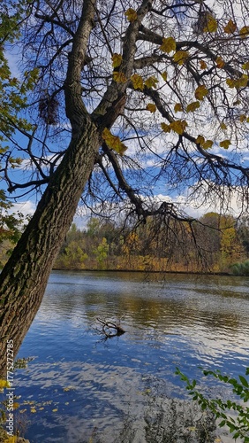 Autumn view of the lake in Sofiyivka Park, Uman, Ukraine, with a large leaning maple tree in the foreground and colorful foliage around the water. Vertical mobile photo.