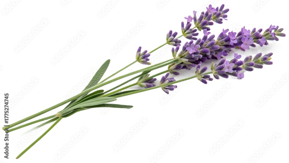 Naklejka premium Fresh Lavender Flowers Bundle on White