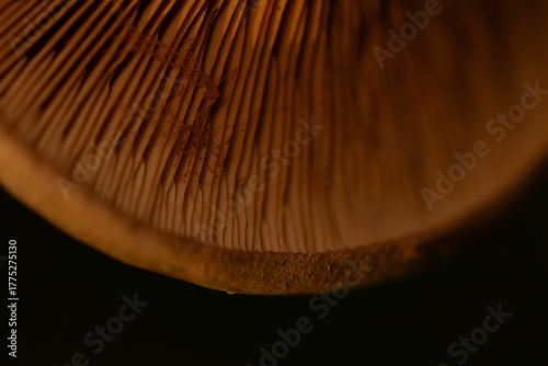 Close-up photo of mushrooms on a dark background
