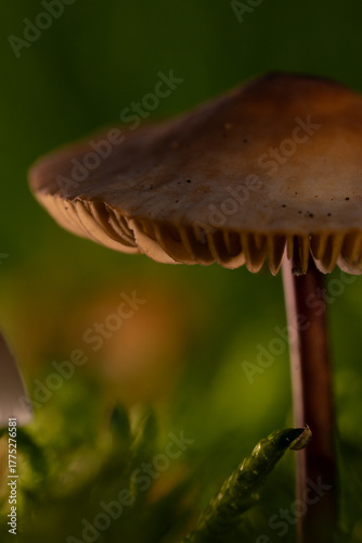 Close-up photo of mushrooms on a dark background